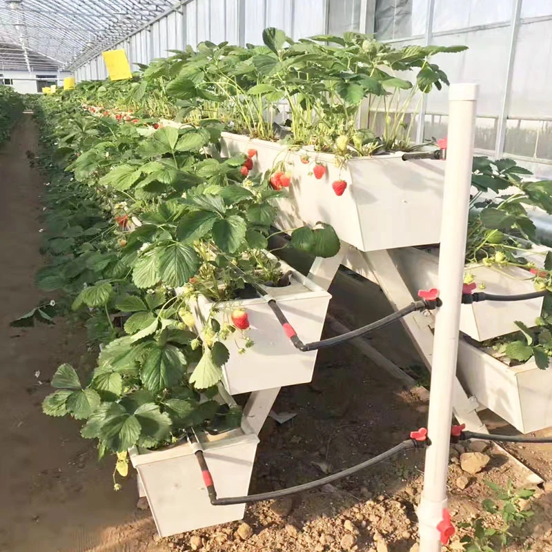 A frame strawberry