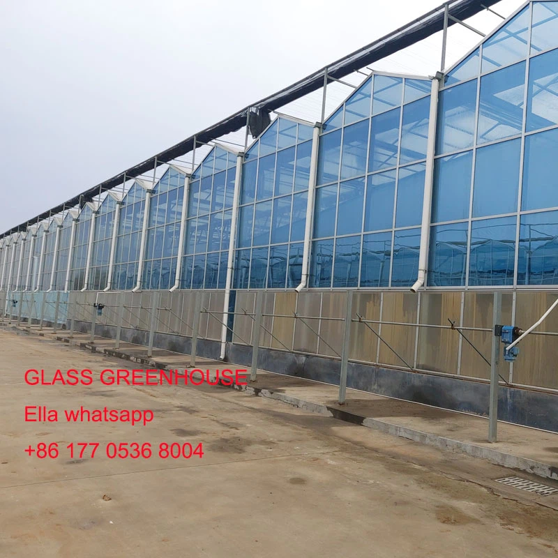 glass greenhouse glass greenhouse